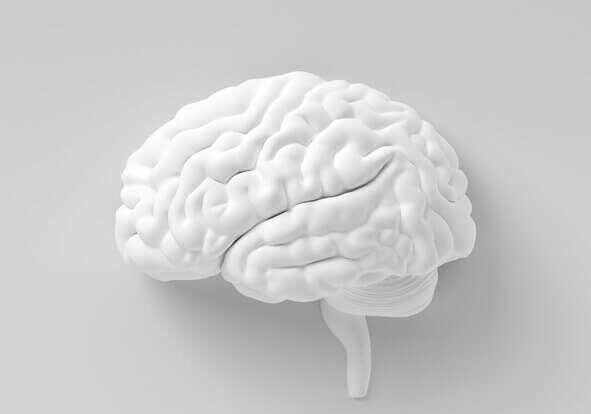 brain