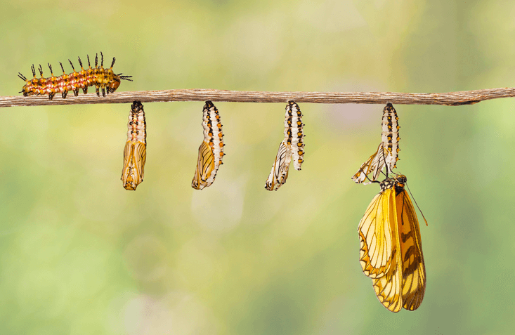 Transitions - Survive or Thrive - Mental Health Counseling